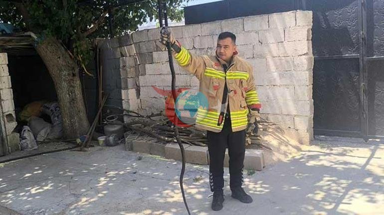 Amasyadagi uyda ilon vahima U ushlab oldi va bo'yniga o'rab oldi