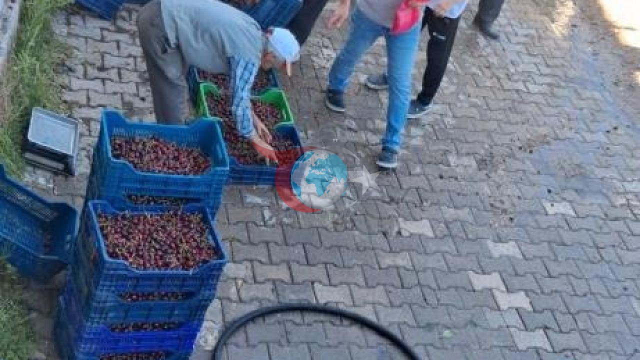 Bigadiç'te Kiraz Üreticisi Çaresiz: Yüksek Rakımın Kaliteli Meyvesi Dalında Çürüme Tehlikesiyle Karşı Karşıya
