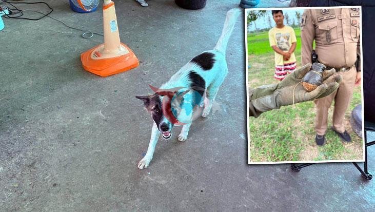 Tayland'da Akılalmaz Olay: Köpeğin Eve Getirdiği 'Kemik' Aktif El Bombası Çıktı!