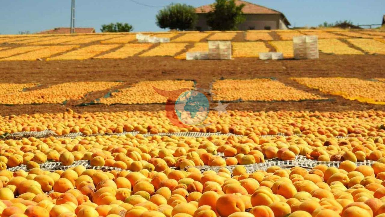 Malatya Kayısısı Zirai Dona Meydan Okudu: İlk 6 Ayda 115 Milyon Dolarlık Dev Gelir