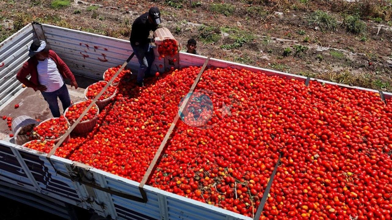 Türk Domatesi Dünyada Değerlendi: İhracat Miktarı Düştü, Birim Geliri Rekor Kırdı!