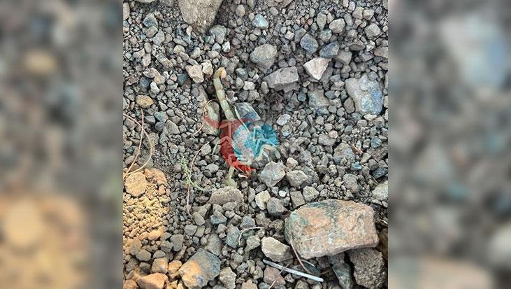 Afyonkarahisar'da Tarım İşçisine Akrep Şoku: Vişne Bahçesinde Çalışırken Sokuldu