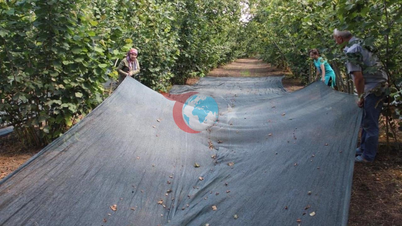 Fındık Hasadında Maliyeti Düşüren Yöntem: File Örtü ile 4 Kat Daha Hızlı Toplama
