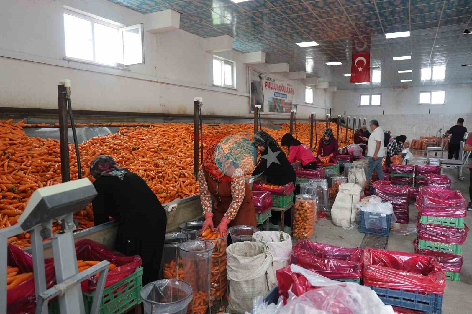 Türkiye'nin Havuç Deposu Konya: Üretimin Yüzde 67'si Bu Topraklardan Karşılanıyor