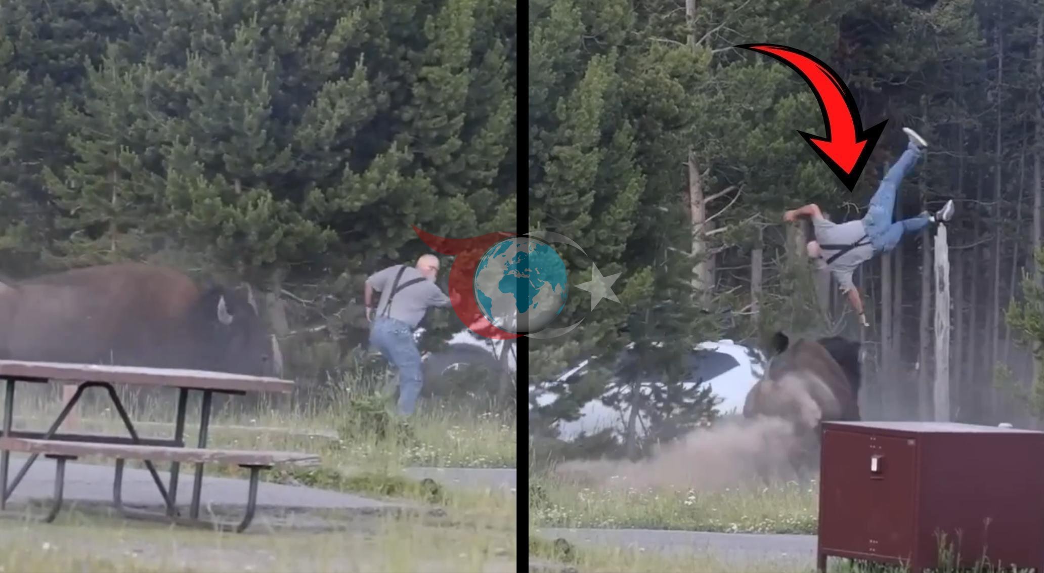 Yellowstone'da Dehşet Anları: Öfkeli Bizon Yaşlı Adamı 2,5 Metre Havaya Fırlattı