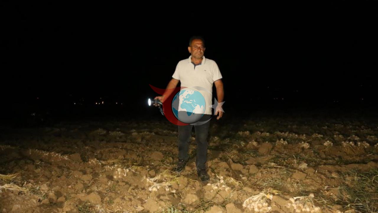 Taşköprü'nün "Beyaz Altını" İçin Gece Mesaisi: Çiftçiler Tarlalarda Hırsız Nöbetinde