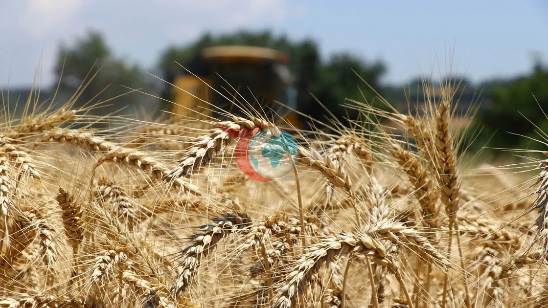 Küresel Gıda Piyasalarında Azak Denizi Alarmı: Buğday Fiyatları Son 6 Haftanın Zirvesinde