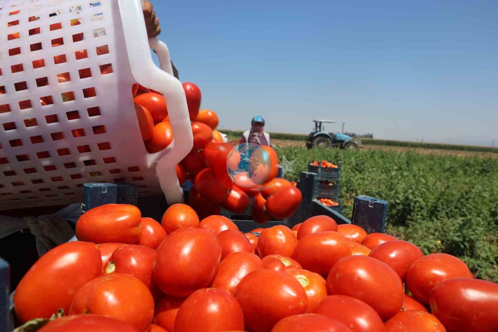 Hatay'da Kavurucu Sıcakta Zorlu Domates Hasadı: Tarlada 15, Tezgahta 30 TL