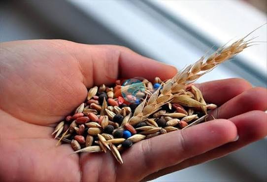TİGEM'den Biyoçeşitlilik Hamlesi: 50 Ata Tohumu Toprakla Buluşuyor!