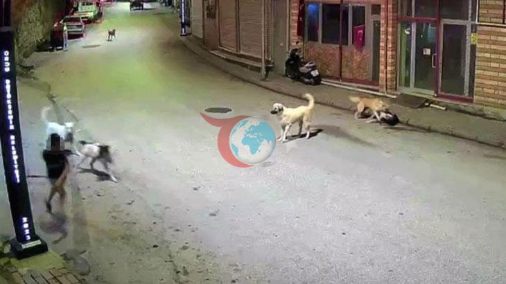 Ordu'da Dehşet Anları: Scooterlı Çocuğa Sokak Köpekleri Saldırdı