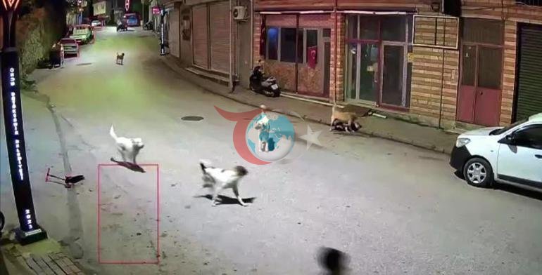 Balaca oğlana orduda sahibsiz itlər hücum edib