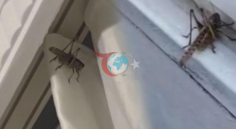 İstanbulda dev çekirge paniği Balkonlara ve evlere kadar geldiler