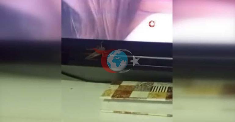 İstanbulda dev çekirge paniği Balkonlara ve evlere kadar geldiler