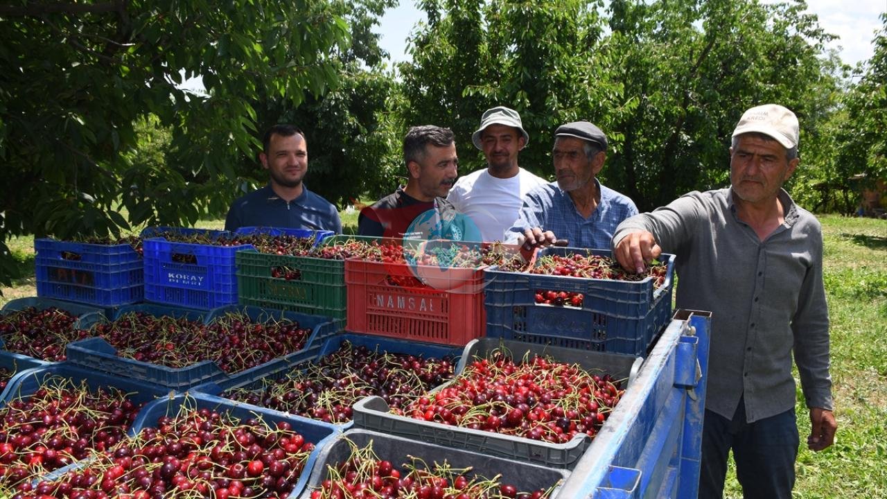 Sultandağı ve Çay'da Napolyon Kirazı Hasadı: 36 Bin Ton Rekolteyle İhracat Seferberliği