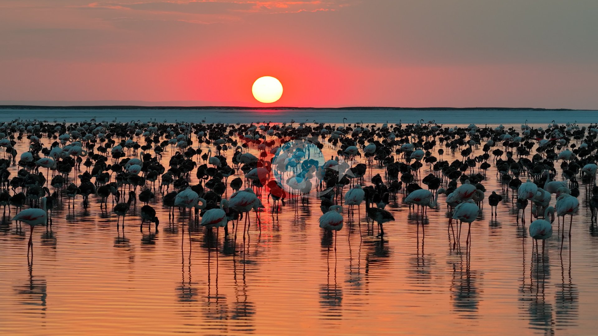 Bakan Kurum Müjdeyi Verdi: Tuz Gölü'nde Son 5 Yılın En Yüksek Flamingo Yavrusu Rekoru Kırıldı