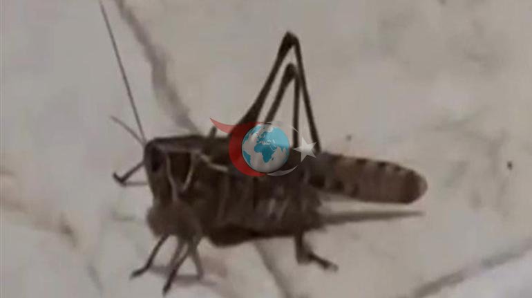 Marmaraya yayılan dev çekirgeler bu kez de Bursada görüldü