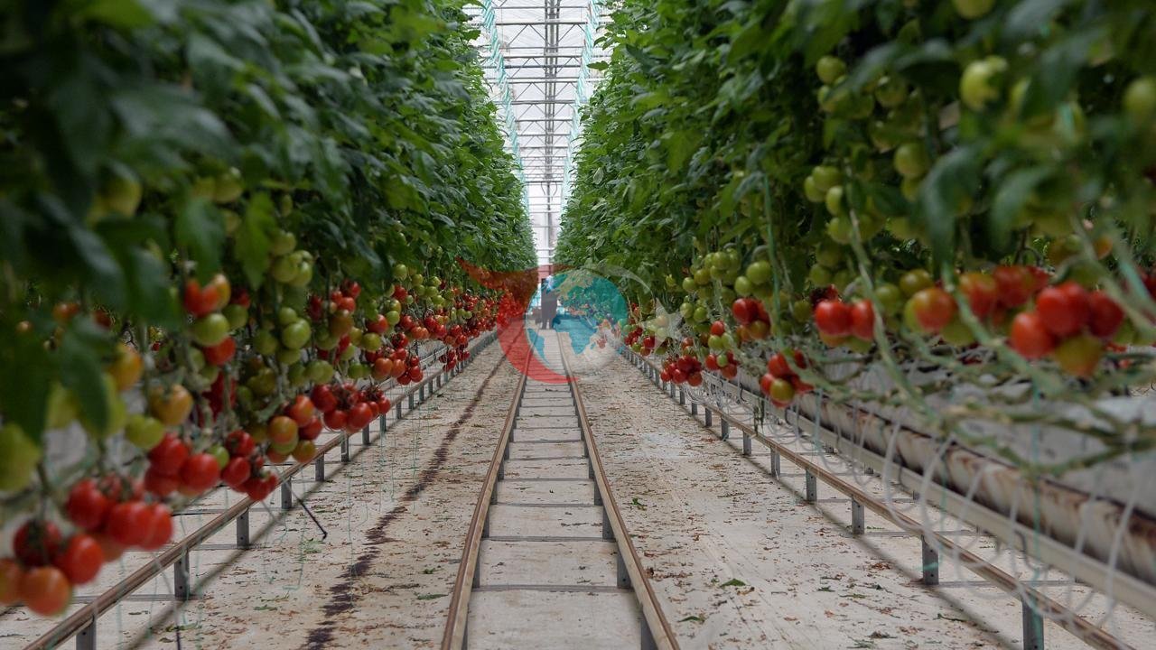 İzmir Dikili'de Dev Tarım Hamlesi: Jeotermal Sera OTB ile 3 Bin 500 Kişiye İstihdam Kapısı