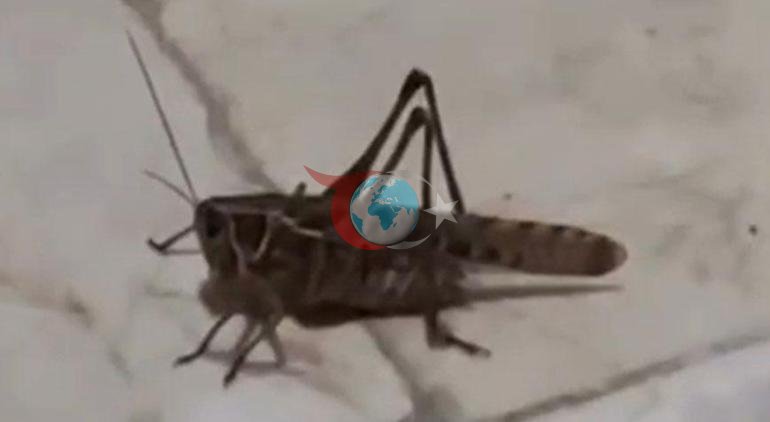 Istanbuldan ulkan chigirtka signali Mutaxassis ogohlantirdi: O'zini himoya qilish uchun tishlashi mumkin