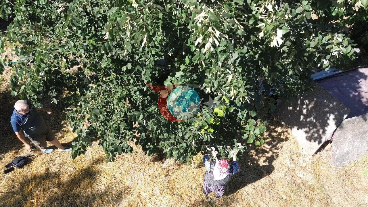 Kilogramı 5 Bin Liraya Alıcı Buluyor: Yalova Ihlamurunda Hasat Zamanı!
