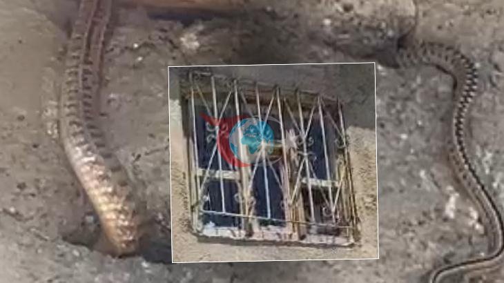 Yılanların İstila Ettiği Evde Yaşam Savaşı: "Çatıdaki Kuş Deliklerine Kadar Sızdılar"