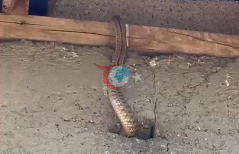 Kabus evi Çatıdaki kuş deliklerine kadar sızdılar: Hayatımız altüst oldu