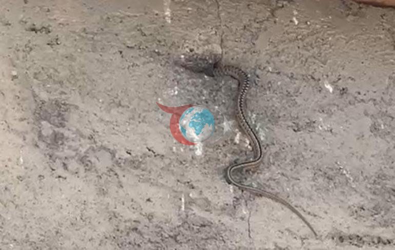 Kabus evi Çatıdaki kuş deliklerine kadar sızdılar: Hayatımız altüst oldu