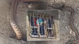Görülmemiş istila! Çatıdaki kuş deliklerine kadar sızdılar: Hayatımız altüst oldu