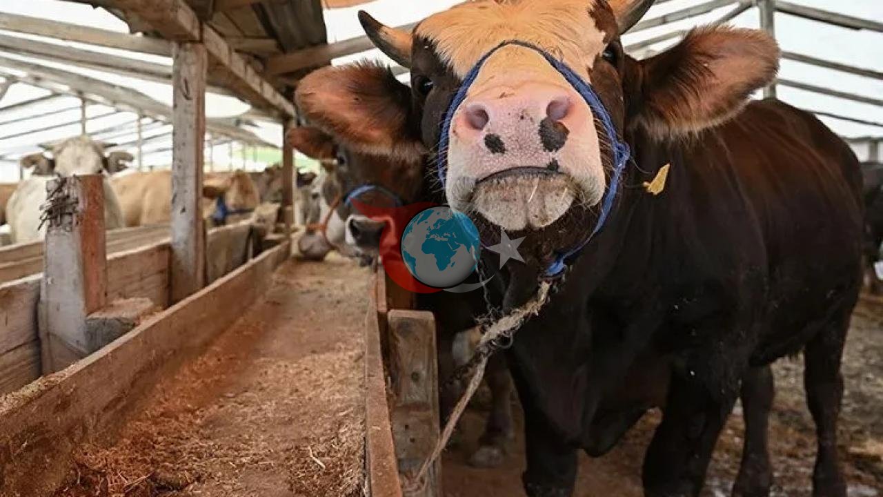 Kesimhanelerde Yeni Dönem: Kamera Zorunluluğu ve Dijital Takip Başlıyor
