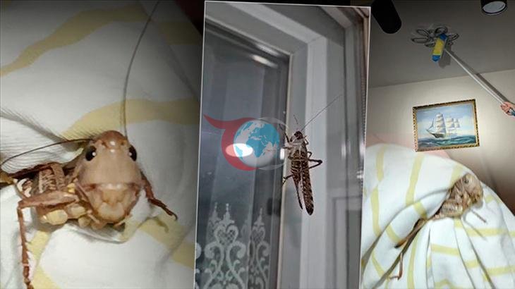 Tarım ve Orman Bakanlığı'ndan 'Çekirge İstilası' İddialarına Net Yanıt: "İstila Değil, Doğal Süreç"