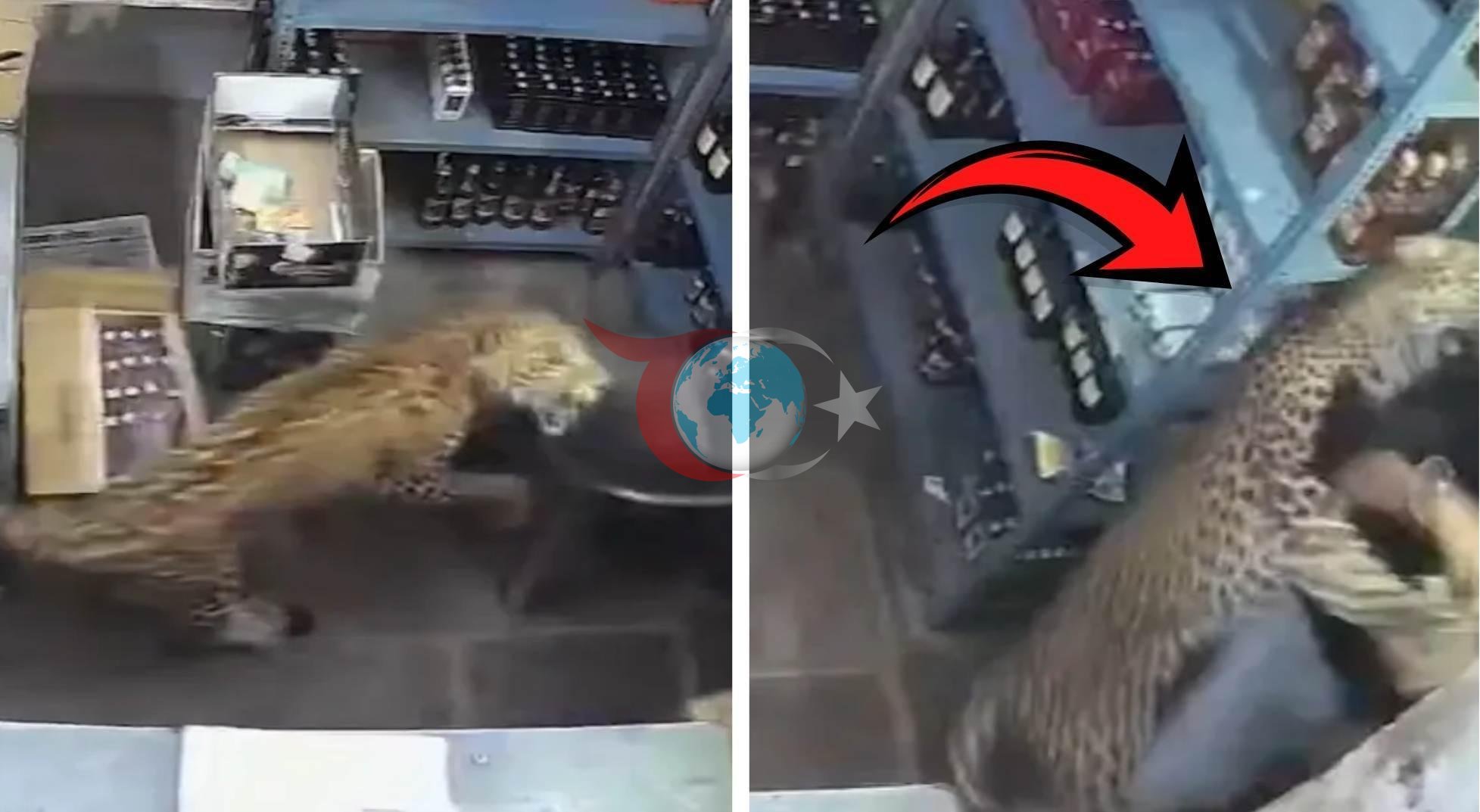 Hindistan'da Dehşet Anları: Dükkana Giren Vahşi Leopar Çalışana Saldırdı!