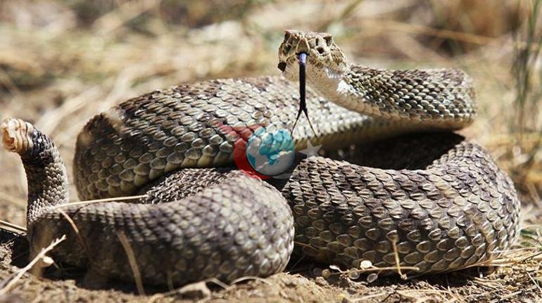 Kargo paketinin altından yılan çıktı 3 yaşındaki çocuk ölümle burun buruna geldi