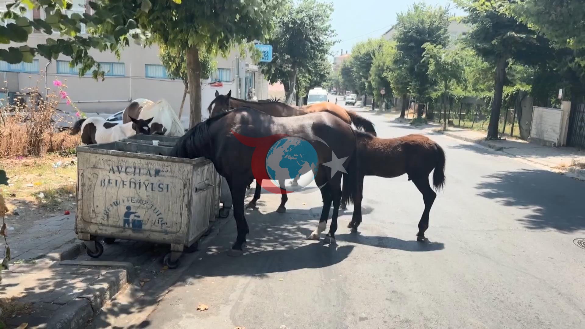 Avcılar'da Başıboş At Kabusu: Trafiği Kilitleyip Çöpleri Dağıtan Yılkı Atları Tehlike Saçıyor