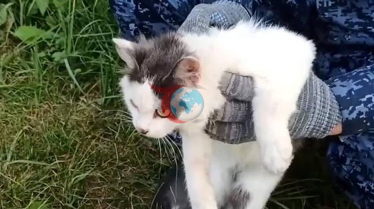 Cezaevine Uyuşturucu Taşıyan 'Kurye Kedi' Yakalandı: Tasmasındaki Düzenek Şoke Etti