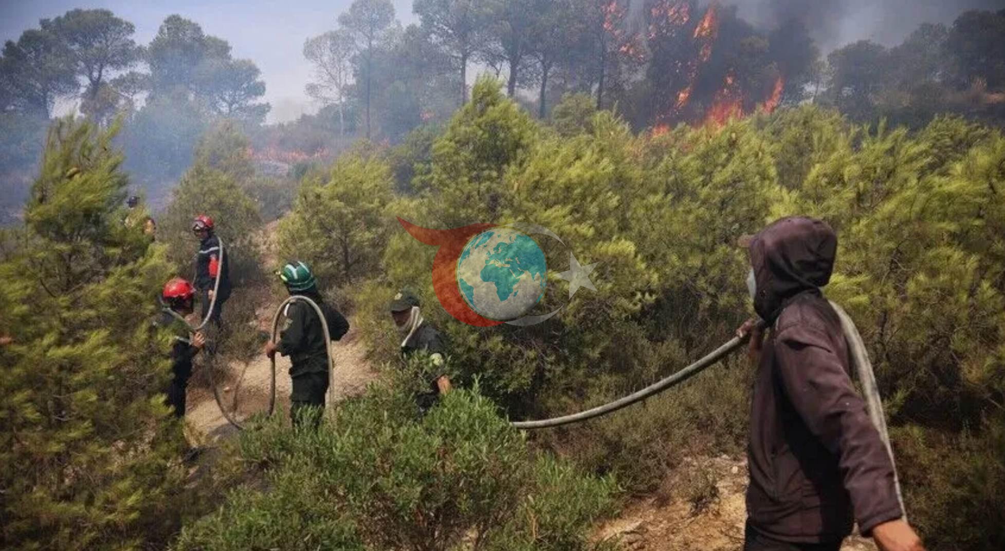Cezayir Orman Yangınlarıyla Sarsılıyor: Can Kaybı Artıyor, Binlerce Hektar Kül Oldu