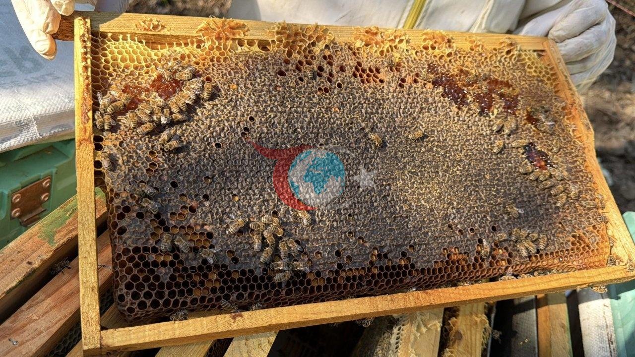 Kazdağları'nın Şifa Kaynağı: Üst Üste 5 Kez Dünya Birincisi Seçilen Siyah Balda Hasat Zamanı