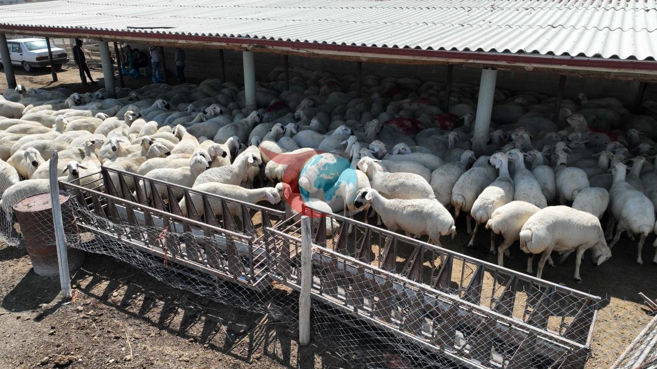 Konya Büyükşehir Belediyesi'nden Hayvancılığa Dev Destek: Üreticinin Gücüne Güç Katılıyor