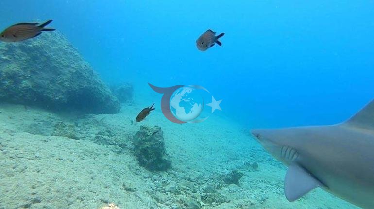 Marmaris Gรถkovadaki kรถpekbalฤฑฤฤฑ nรถbeti Turizme kapatฤฑldฤฑ, her hareketi izleniyor