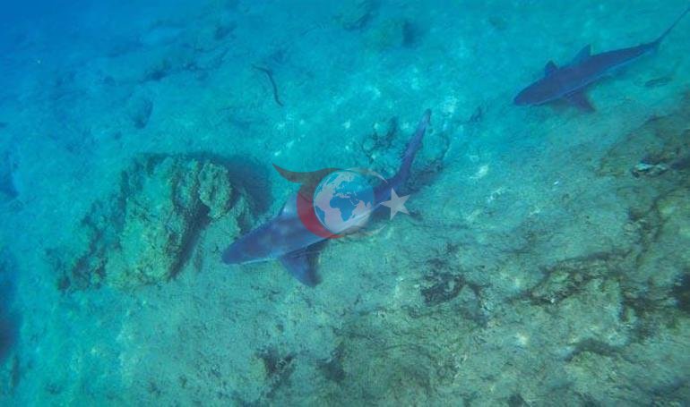 Marmaris Gรถkovadaki kรถpekbalฤฑฤฤฑ nรถbeti Turizme kapatฤฑldฤฑ, her hareketi izleniyor