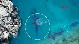 Marmarisdə köpəkbalığı saatı! Turizmə bağlı, hər hərəkəti izlənilməkdədir. Hündürlük 1=