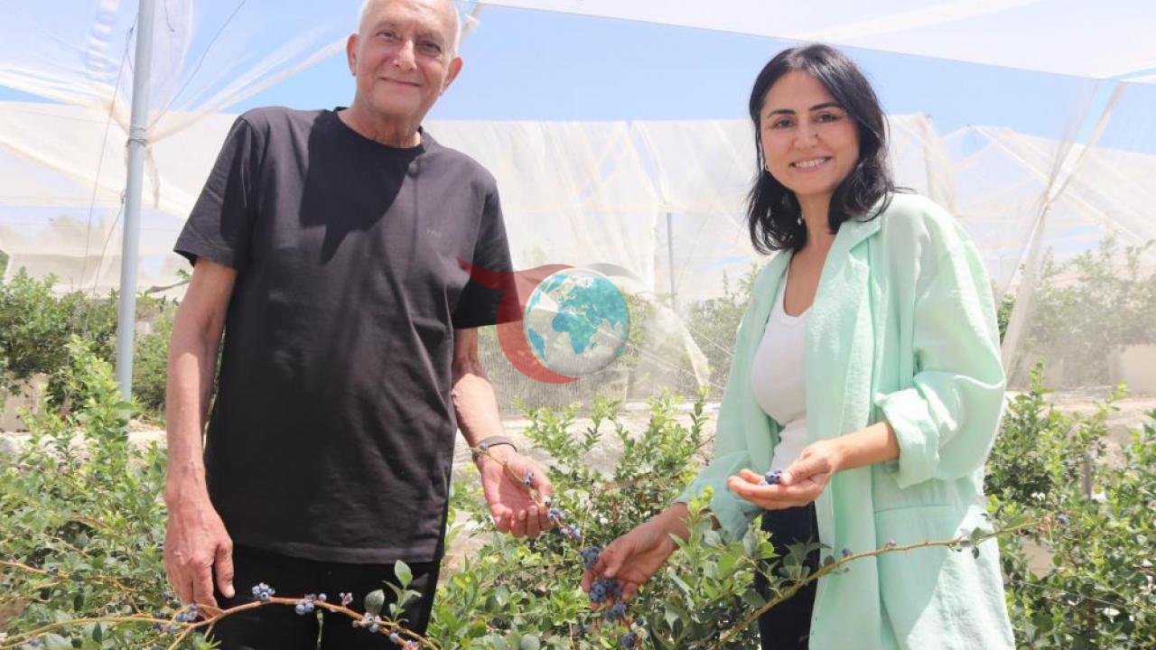 Urla'da Hayallerinin Peşinden Giden Çift Topraksız Tarımla Ezber Bozdu: Azerbaycan'dan Bademler'e Uzanan Başarı Hikayesi