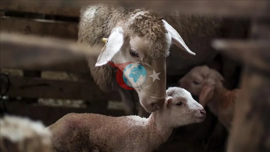 TİGEM'den Dev İhale: 1430 Baş Reforme Merinos Koyun Satışa Çıkıyor