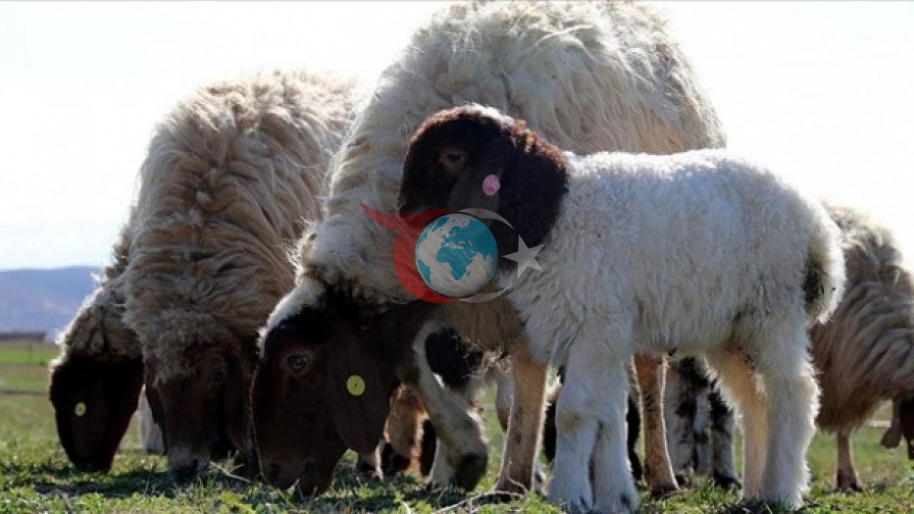 TİGEM Anadolu Tarım İşletmesi 1430 Baş Reforme Merinos Koyunu Satışa Çıkarıyor