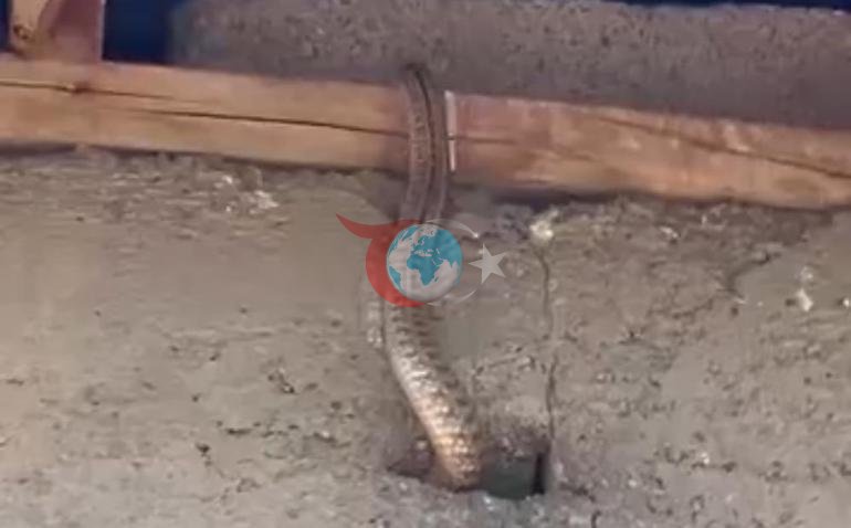Yılanlı ev Çaresiz kalan ailenin çağrısı var