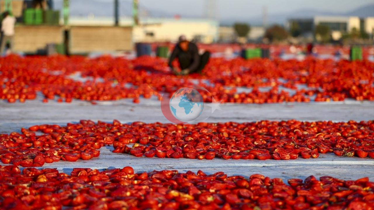 Türkiye’nin Kırmızı Altını Dünya Sofralarında: 91 Ülkeye İhraç Edilen Kurutulmuş Domateste Hedef 100 Milyon Dolar