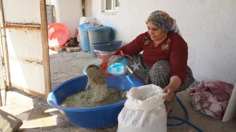 Betakror xazina Mintaqadagi katta quvonch: 60 yoshli odam bu qadar mo'l-ko'llikni ikkinchi marta ko'rmoqda. width=
