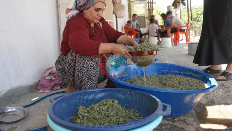 Betakror xazina Mintaqadagi katta quvonch: 60 yoshli odam bu qadar mo'l-ko'llikni ikkinchi marta ko'rmoqda 
