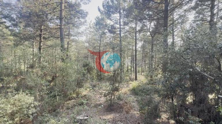 Bedriye Karaçay cinayetinin detayları belli oldu Ormanlık alandan yeni görüntüler ortaya çıktı