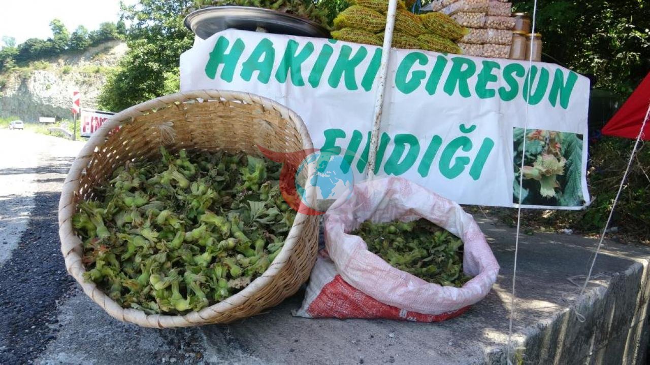 Giresun'da Yeni Sezon Fındığı Tezgaha İndi: Yeşil Kabuklu Fındığın Kilogramı 200 TL