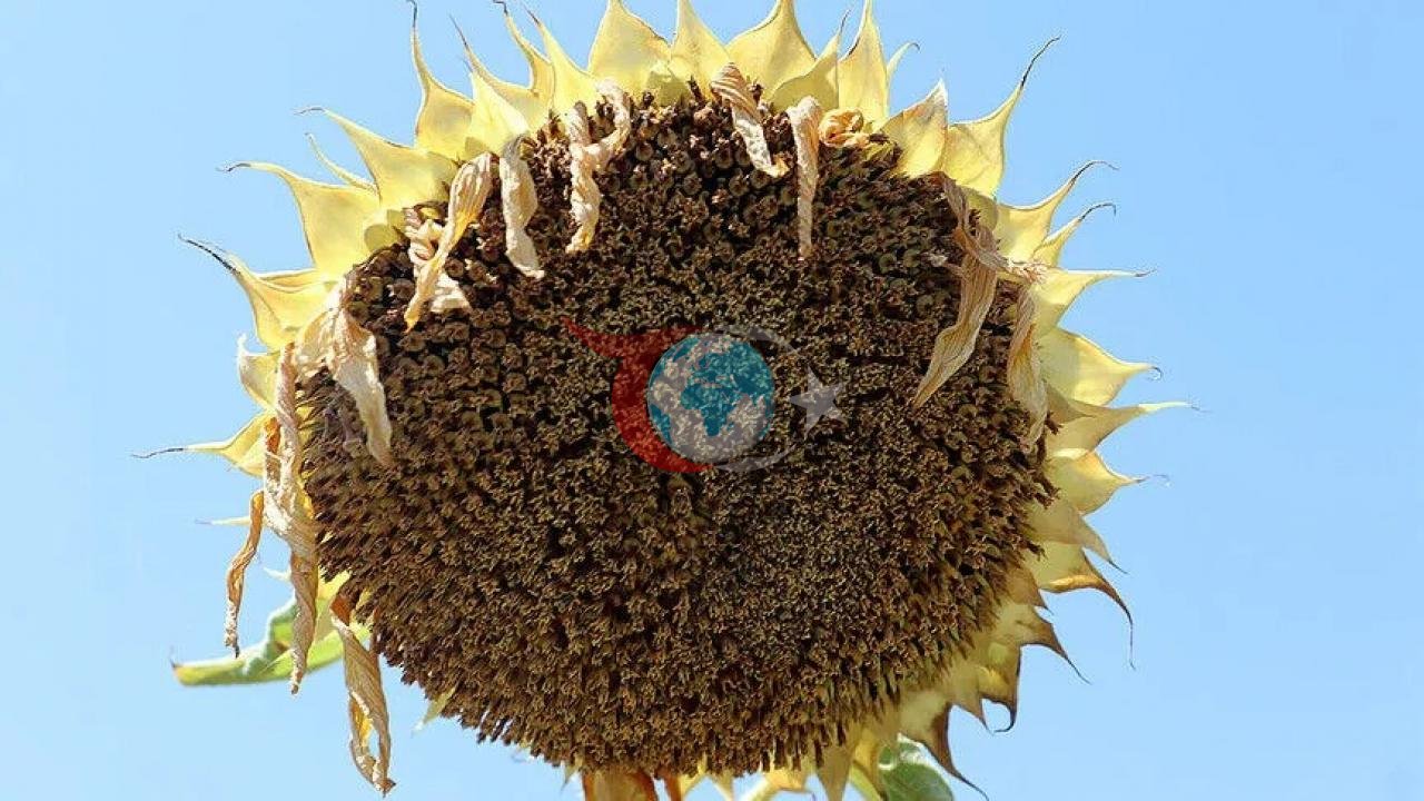 Trakya'da Ayçiçeği Hasadı Öncesi Heyecan: Verim ve Kalitede Kritik Dönemeç