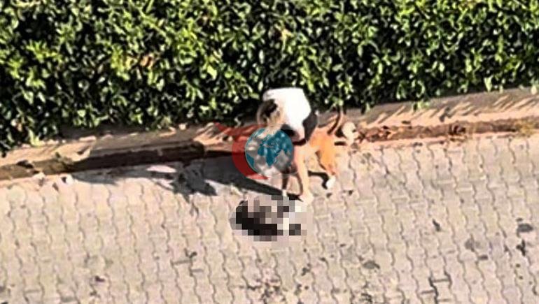 Adanada Pitbull dəhşəti Pişiyi sındırdı: Sahibi polisə zəng etməmək üçün yalvardı